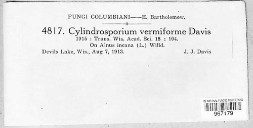 Anguillosporella vermiformis image